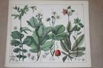 Antieke botanische kleurenlitho - Oa Braam Aardbei 1862 !!, Antiek en Kunst, Ophalen of Verzenden