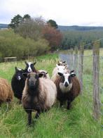 Gevraagd koppeltje Shetlandschapen, Dieren en Toebehoren, Schapen, Geiten en Varkens, Schaap, Vrouwelijk