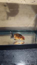 Ranchu goudvis, Dieren en Toebehoren, Goudvis(sen)