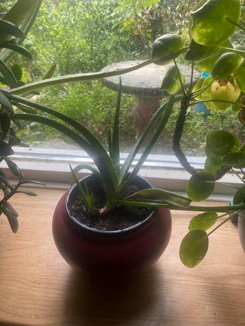 Aloë Vera plantjes tweejarig. beschikbaar voor biedingen