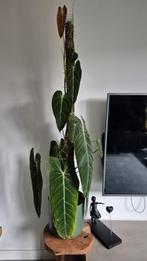 Grote Philodendron Melanochrysum, Huis en Inrichting, Kamerplanten, Ophalen, Overige soorten, Minder dan 100 cm