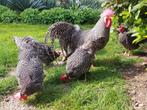 Trio Gestreepte leghorns, Dieren en Toebehoren, Pluimvee, Meerdere dieren, Kip