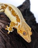 Wimpergekko vrouw!, Hagedis, Tam, 3 tot 6 jaar