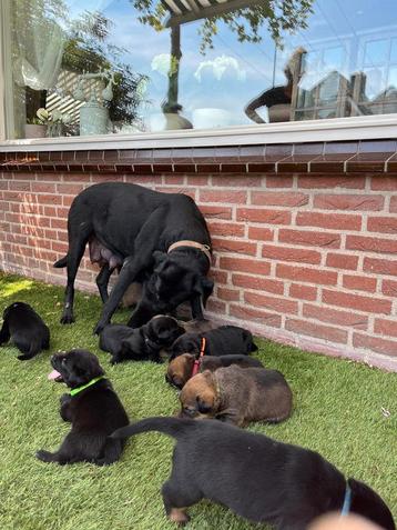 Herder x rottweiler x labrador pups te koop  beschikbaar voor biedingen
