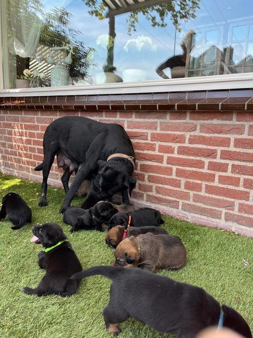 Herder x rottweiler x labrador pups te koop, Dieren en Toebehoren, Honden | Bulldogs, Pinschers en Molossers, Meerdere dieren