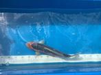 Japanse koi Shusui, Karper of Koi