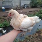 Witte bramha haan, Dieren en Toebehoren, Mannelijk, Kip