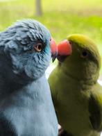 Halsbandparkiet, Dieren en Toebehoren, Mannelijk, Papegaai, Tam