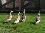 Indische loopeenden | Groot aanbod in verschillende kleuren, Meerdere dieren, Eend