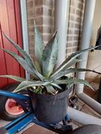 Agaves, Tuin en Terras, Planten | Bomen, Volle zon, Bloeit niet, Minder dan 100 cm, Overige soorten