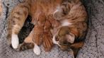 4 lieve kittens Europese korthaar (nog 1 poesje), Kortharig, Meerdere dieren, 0 tot 2 jaar