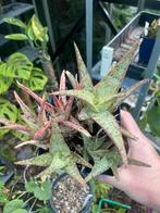 Pink Blush Aloë - Vetplant, Huis en Inrichting, Kamerplanten, Ophalen, Vetplant, In pot, Minder dan 100 cm