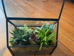 Klein plantenatelier met vetplantjes, Ophalen, Overige soorten, Minder dan 100 cm