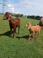 Mooi red kalahari boergeitje, Dieren en Toebehoren, Schapen, Geiten en Varkens