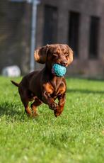 Ervaren choco dwergteckel dekreu aangeboden! NIET TE KOOP, Reu, Rabiës (hondsdolheid), Eén hond, 3 tot 5 jaar