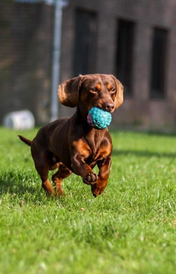 Ervaren choco dwergteckel dekreu aangeboden! NIET TE KOOP, Dieren en Toebehoren, Honden | Dekreuen, Reu, Particulier, Eén hond
