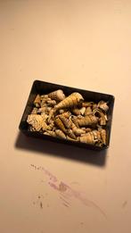 Schelpen, Verzamelen, Mineralen en Fossielen, Ophalen of Verzenden, Schelp(en)