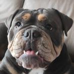 🐶 Prachtige New English Bulldog pups te koop 🐶, Parvo, 8 tot 15 weken, Bulldog, Meerdere