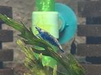 Blue Sapphire Neocaridina vanaf 1 euro per stuk!!, Ophalen of Verzenden, Nieuw