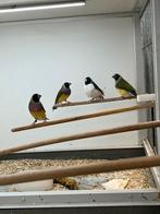 Gouldamadines 0-3, Meerdere dieren, Tropenvogel, Geringd