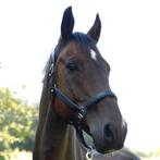 Stalling gezocht voor een sociale ruin, Dieren en Toebehoren, Stalling en Weidegang, Stalling