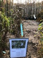 Salix Alba - Witte Wilg, Tuin en Terras, Planten | Bomen, Overige soorten, Lente, 100 tot 250 cm, Ophalen