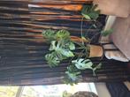 Grote kamer plant, Tuin en Terras, Planten | Tuinplanten, Ophalen, Overige soorten, Volle zon