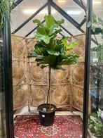 Ficus Lyrata – Op stam (200cm), Ophalen, Ficus, 200 cm of meer