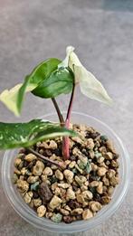 Syngonium Albo Variegata #2, Huis en Inrichting, Kamerplanten, Ophalen of Verzenden, Overige soorten, Minder dan 100 cm