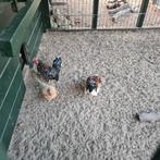 2 volwassen  serama hanen te koop, Dieren en Toebehoren, Pluimvee, Mannelijk, Kip