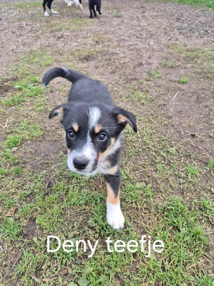 Bordercollie pups met stamboom teefje reu, Dieren en Toebehoren, Overige Dieren-accessoires, Ophalen