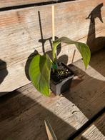 Epipremnum marble queen/Pothos plant, Huis en Inrichting, Kamerplanten, Ophalen