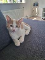 Lieve kittens te koop, Dieren en Toebehoren, Katten en Kittens | Overige Katten, Meerdere dieren, 0 tot 2 jaar