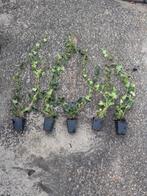 Hedera hibernica, Tuin en Terras, Planten | Struiken en Hagen, Ophalen of Verzenden, Overige soorten, Minder dan 100 cm