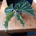 begonia avalanche stek nr 54, Ophalen of Verzenden, Overige soorten, Minder dan 100 cm