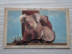 Raam ansichtkaart Australian Souvenir-Koalas or native Bears, Ongelopen, Buiten Europa, Voor 1920, Verzenden