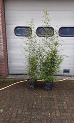 Bamboe struiken, Tuin en Terras, Planten | Struiken en Hagen, Ophalen, Bamboe