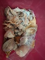 Partij schelpen, Ophalen of Verzenden, Schelp(en)