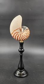 Tijger nautilus op standaard, Ophalen of Verzenden, Zo goed als nieuw, Beeldje of Figuurtje