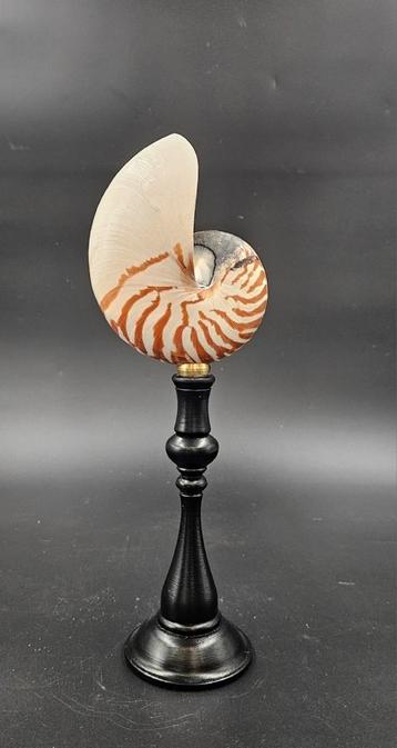 Tijger nautilus op standaard beschikbaar voor biedingen