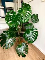 Monstera - Gatenplant, Ophalen, Vaste plant, Bloeit niet, Halfschaduw
