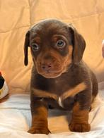 Dwerg teckels pups, Parvo, 8 tot 15 weken, Korthaar, Dwerg