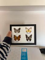 Vlinders in lijst - Unieke decoratie, Ophalen of Verzenden, Zo goed als nieuw, Insect, Opgezet dier