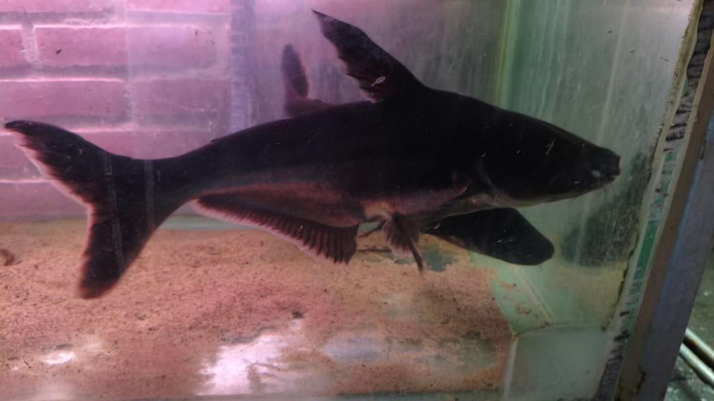 Twee blauwe zoetwater haaien rond de 50 cm, Dieren en Toebehoren, Vissen | Aquariumvissen, Vis, Zoetwatervis