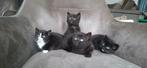 Hele leuke en lieve kittens, Poes, Kortharig, 0 tot 2 jaar