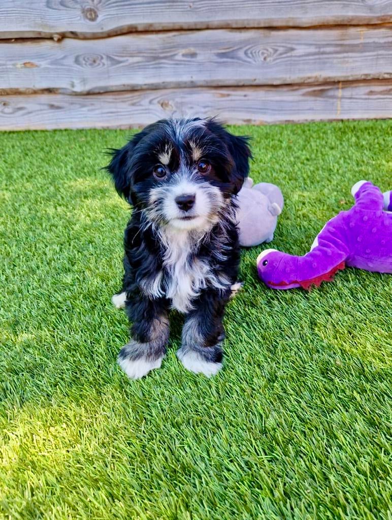 Boomer pups, Parvo, Nederland, Overige rassen, 8 tot 15 weken