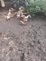 Broedeieren, Dieren en Toebehoren, Geslacht onbekend, Eend