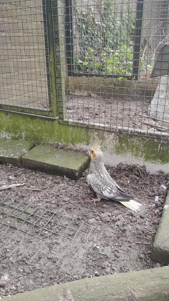 Jonge vlakparkiet.super mooi, Dieren en Toebehoren, Geslacht onbekend, Parkiet