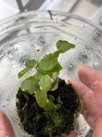 Terrariumplant ficus pumila variegata, Ophalen of Verzenden, Ficus, Halfschaduw, Minder dan 100 cm