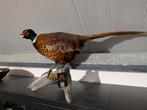 opgezette bosfazant fazant jacht vogel hert haan, Ophalen, Nieuw, Vogel, Opgezet dier